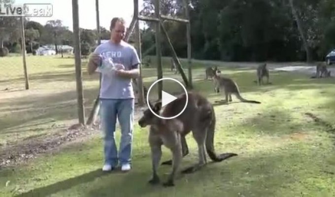 Кормить кенгуру с руки