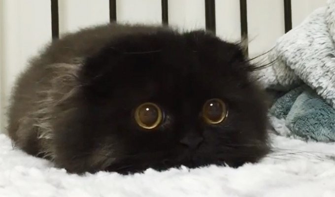 Знакомьтесь, Джимо — кот с самыми большими глазами (10 фото)