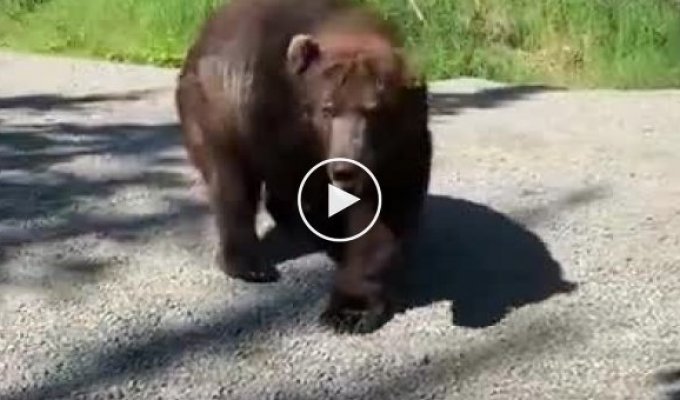 Гигантский медведь поприветствовал туристов и спокойно удалился