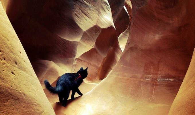 Милли - кошка любящая горы и путешествия (17 фото)