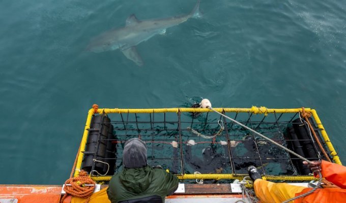 Погружение в клетке к большим белым акулам (35 фото)