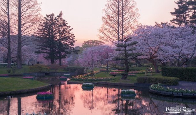 Красота над Японией: настал сезон цветения сакуры (36 фото + 1 видео)