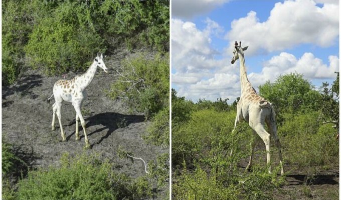 Единственного в мире белого жирафа снабдили GPS-датчиком (5 фото)