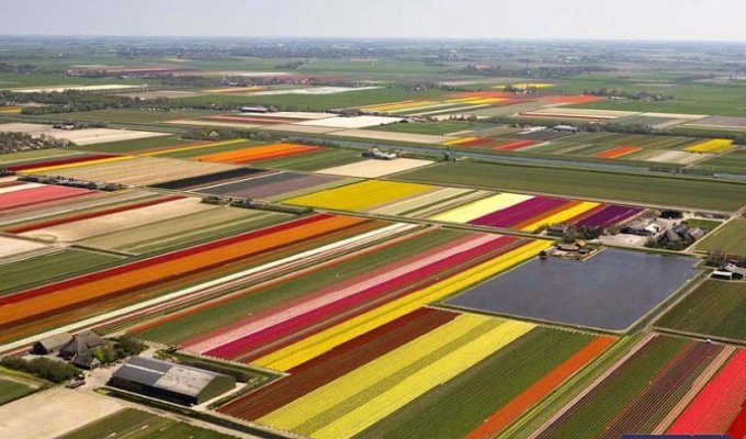  Красота. Поля тюльпанов в Голландии (23 фото)