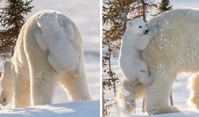 45 очаровательных полярных медвежат, отмечающих свой международный праздник (46 фото)