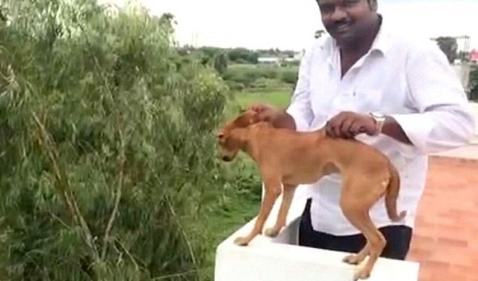 Собака, выброшенная с крыши студентами-медиками,сумела выжить и обрела любящую семью (9 фото + 1 видео)