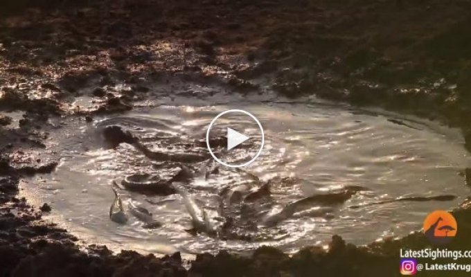 Устроивший рыбалку в грязной луже леопард удивил туристов