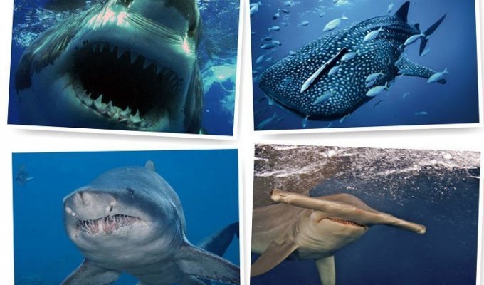 Акулы — грозные хищники морей и океанов (54 фото)