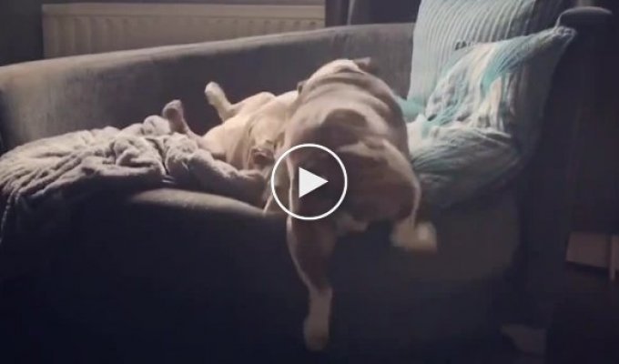 Подборка забавных видео с неуклюжими собаками