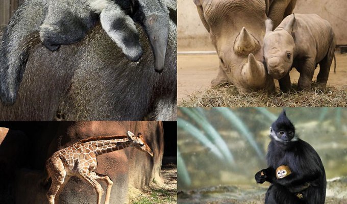 Новорожденные детеныши зоопарков (10 фото)
