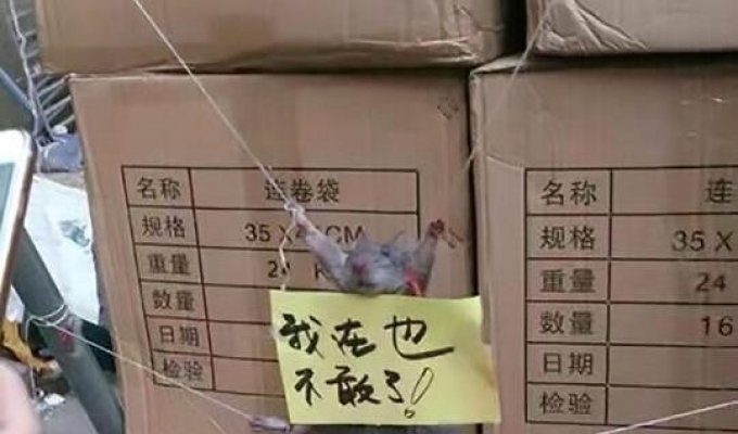 Китайцы устроили пытки крысе, воровавшей рис (2 фото)