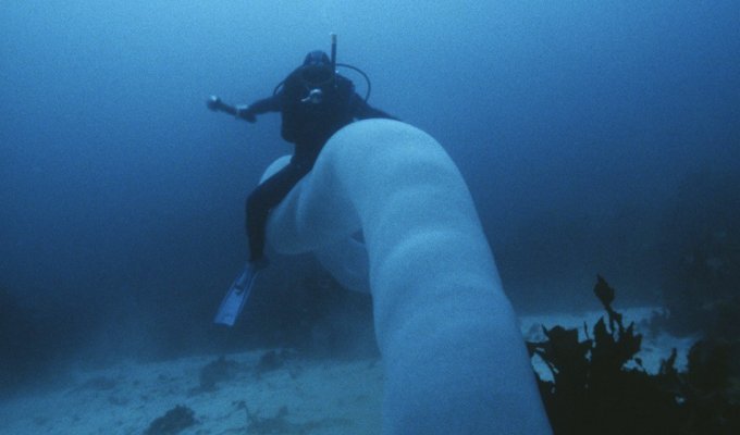 Пиросомы – одни из самых странных обитателей подводного мира (19 фото)