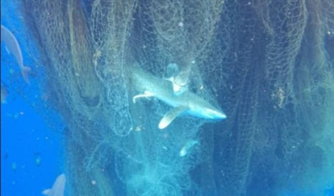 Дайвер обнаружил потерянную рыболовную сеть, погубившую десятки животных (4 фото)