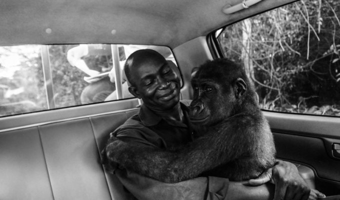 Фотография гориллы, обнимающей своего спасителя, стала победителем Wildlife Photographer of the Year (23 фото)