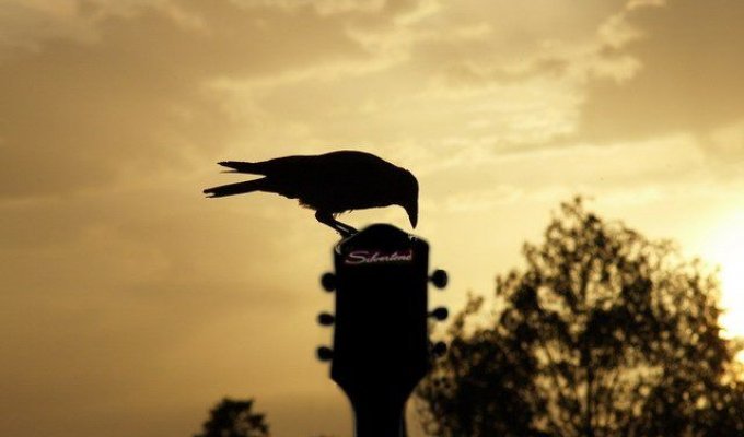 Ворона на закате (39 фото)