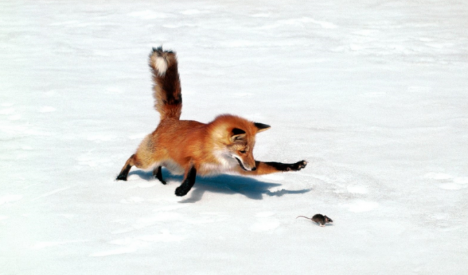 Мышкование: что помогает лисицам в поимке добычи зимой (7 фото + 1 видео)