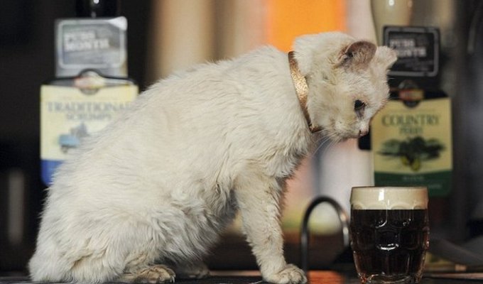 Кошка-долгожительница любит пиво (3 фото)