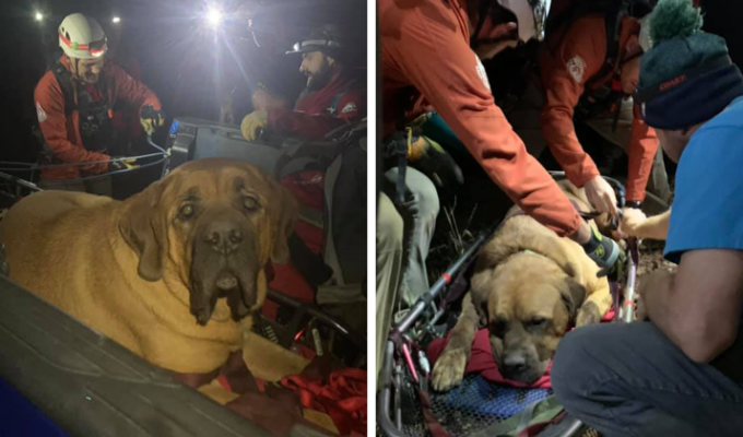 Спасатели пришли на помощь 86-килограммовому мастифу, выбившемуся из сил в горах (10 фото + 1 видео)