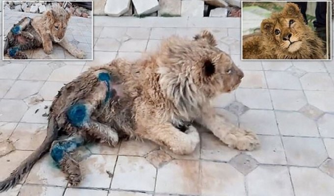 Челябинский ветеринар спас львенка, работавшего живой игрушкой (11 фото + 1 видео)