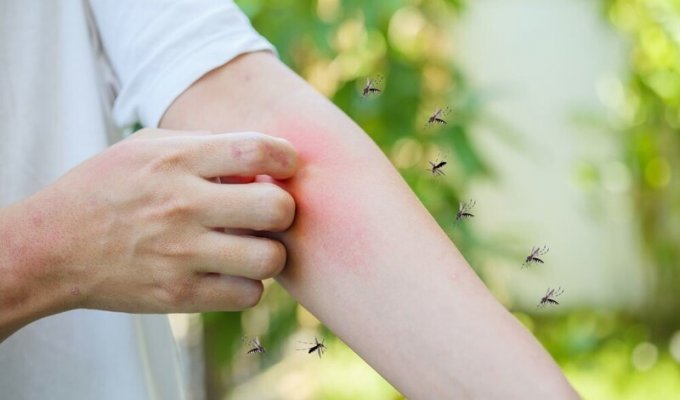 Ученый: Стая мошек и комаров может лишить человека жизни за два часа (1 фото)