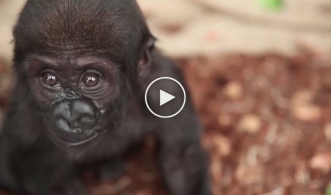 Детёныш гориллы кушает капусту. Зоопарк Небраска. США
