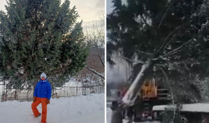 Новый год любой ценой: российские чиновники тайно срубили ель в огороде жительницы (2 фото + 1 видео)