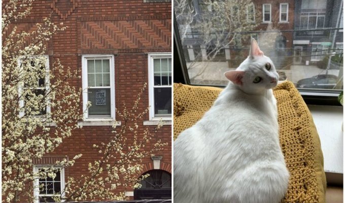 Пара из Нью-Йорка познакомилась благодаря коту и карантину (9 фото)