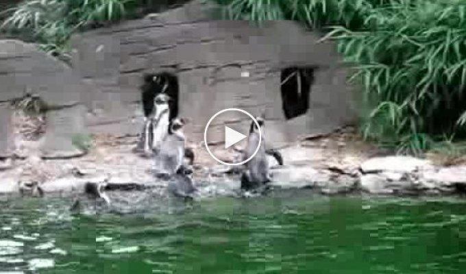 Пингвиный развлекаются