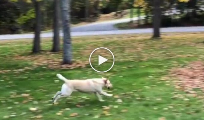 Радостный пёс прыгает в кучу опавших листьев