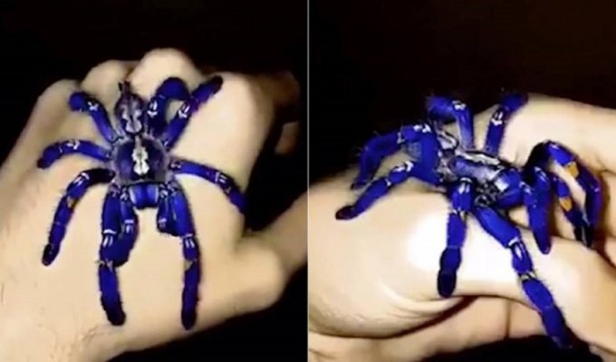 Кадры редкого вида тарантула ярко-синего цвета (4 фото + 1 видео)