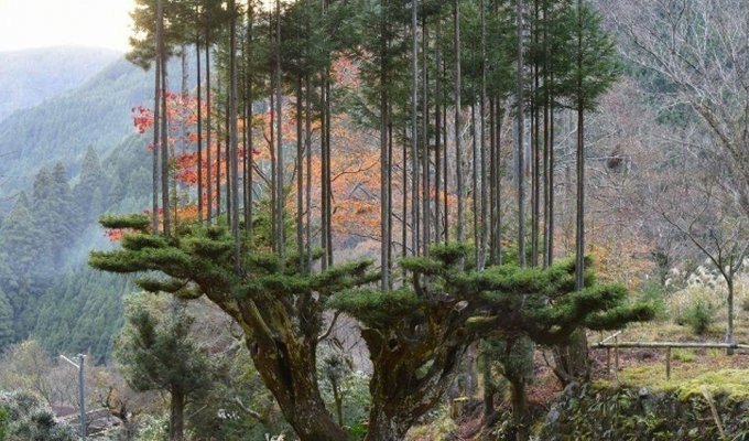 Дайсуги — уникальная японская техника выращивания деревьев (4 фото)