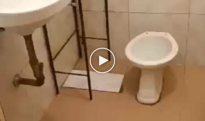Попытка сбежать из туалета у мыши