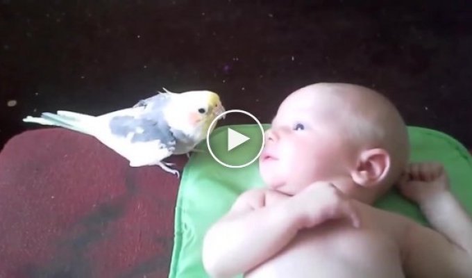 Попугай поёт для малыша, чтобы тот не плакал
