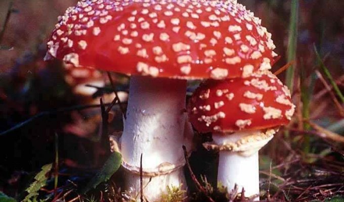 Как грибы убивают людей: состав ядов, симптомы и антидоты (7 фото)