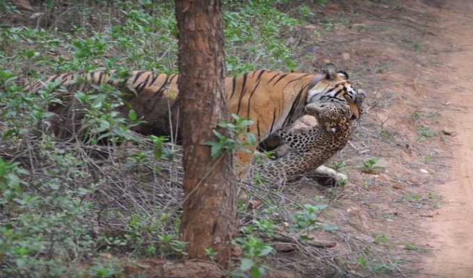 Тигрица на глазах у туристов загрызла леопарда (3 фото + 1 видео)