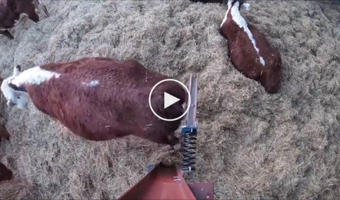 Фермер смастерил спиночесалку для своих коров и они в восторге!