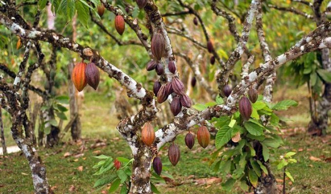 Как выращивают органическое какао в Бразилии (26 фото)
