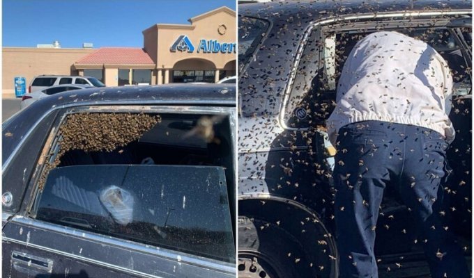 Американец на 10 минут отошел в супермаркет, а его авто оккупировали 15 тысяч пчел (5 фото)