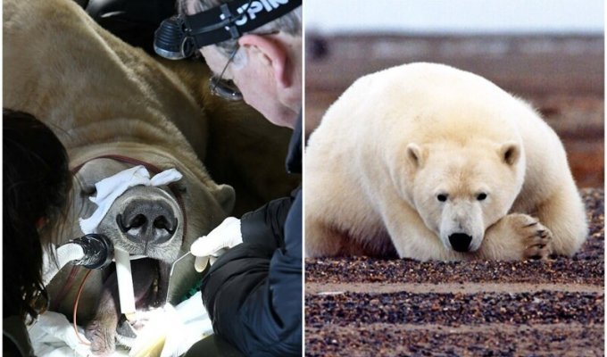 Как лечат зубы белым медведям (7 фото)