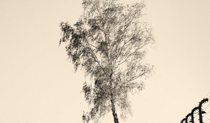 Необычные деревья (8 фото)
