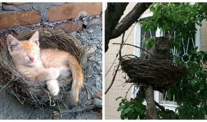 Гнездование и гнездовальщики (24 фото)