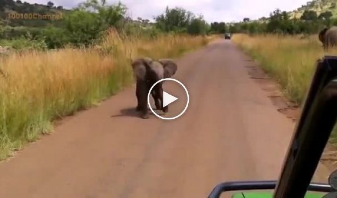 Слоненок пытается атаковать автомобиль