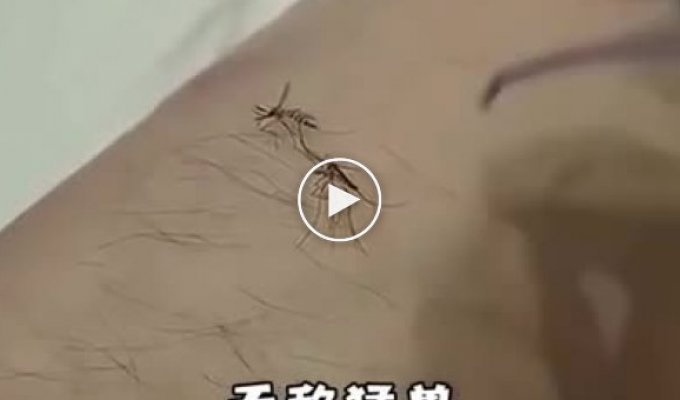 Китайские методы борьбы с комарами