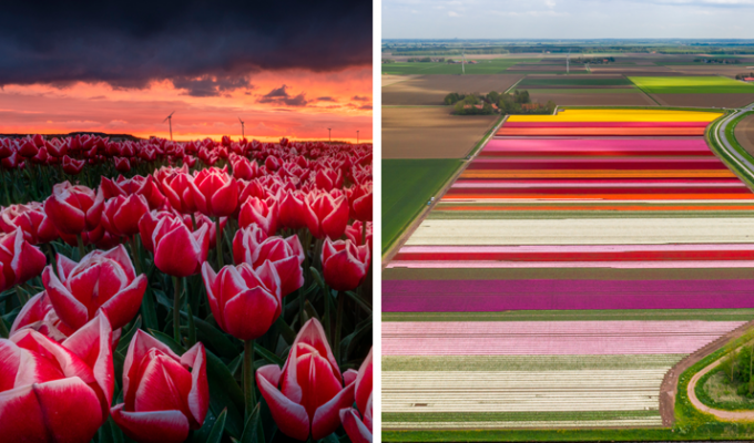 Голландские поля тюльпанов - невероятная красота! (13 фото + 1 видео)