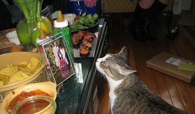 Коты и мясо (23 фотографии)