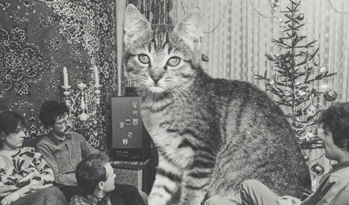 Советские новогодние ретро-кошки (11 фото)