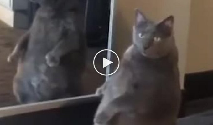 Толстый кот очень удивился своему отражению в зеркале