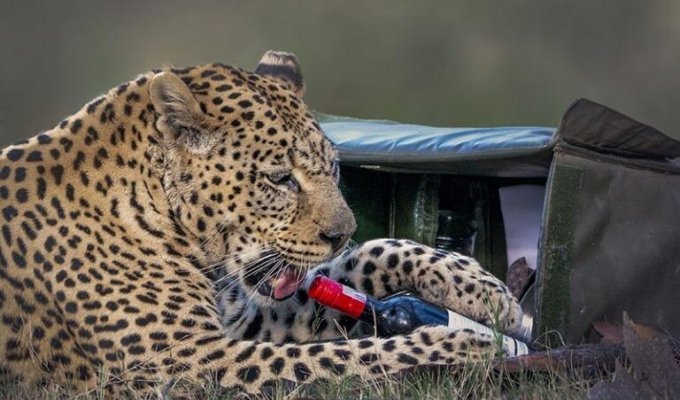 Леопард стащил у туристов продукты для пикника (6 фото)