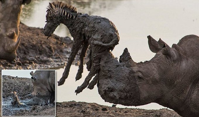 Носорог достал жеребенка зебры из грязи (6 фото)