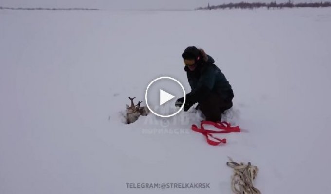 Настоящие мужчины на снегоходах спасли из снежной ловушки северного оленя